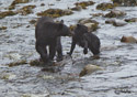 Ursus americanus